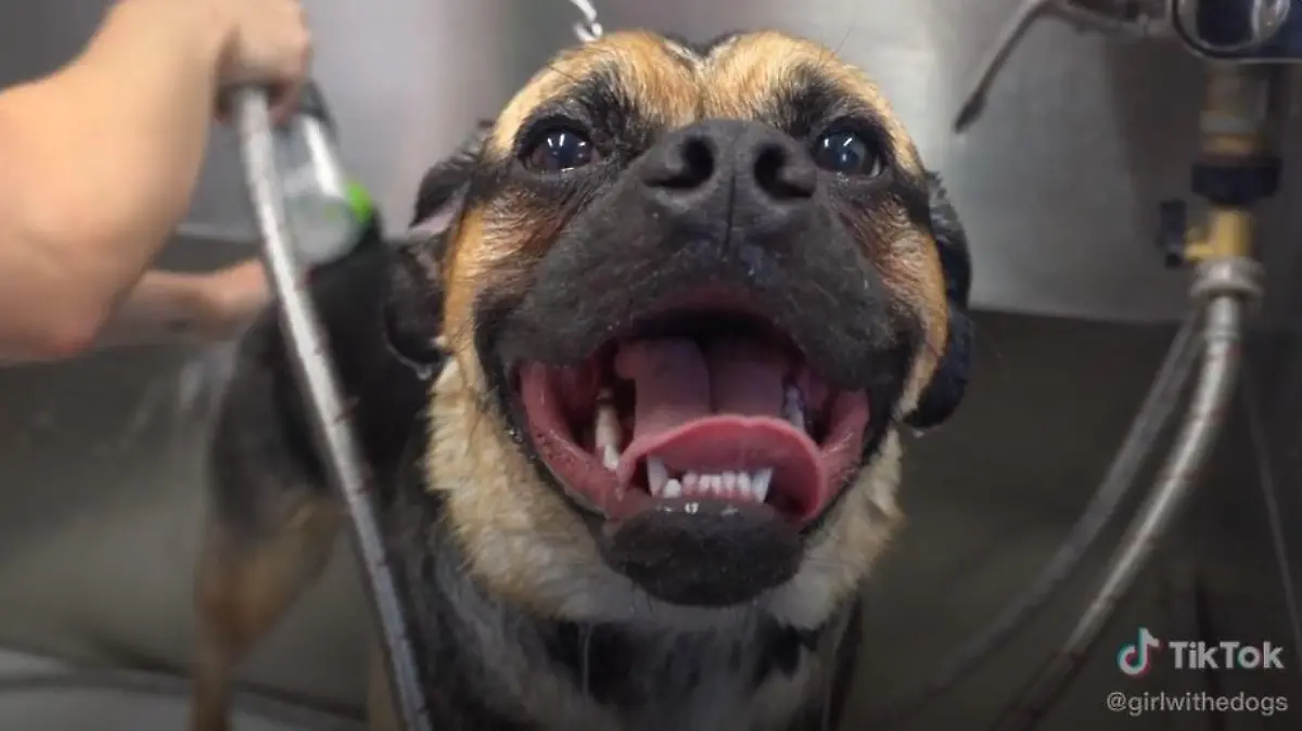 tiktok/girlwithedogs