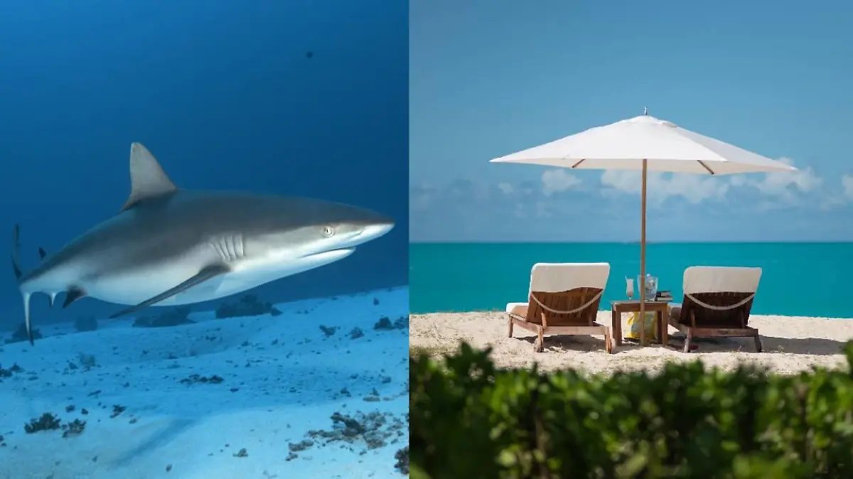 Ein Grauer Riffhai und der Strand einer karibischen Insel.