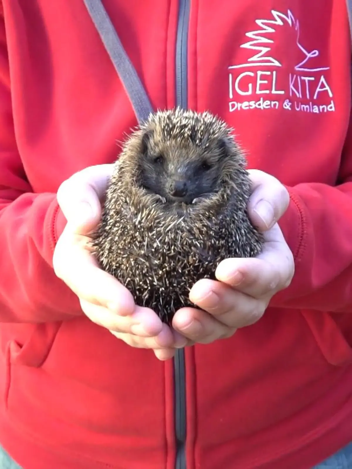 Sie lagen leblos am Straßenrand, ein Tier wurde sogar geköpft: Am vergangenen Freitag wurden vier Igel tot in Dresden aufgefunden. Dass ein anderes Tier die vier Igel getötet haben könnte, schließt Annkathrin Hoentzsch von der Igelkita Dresden und Umland aus.