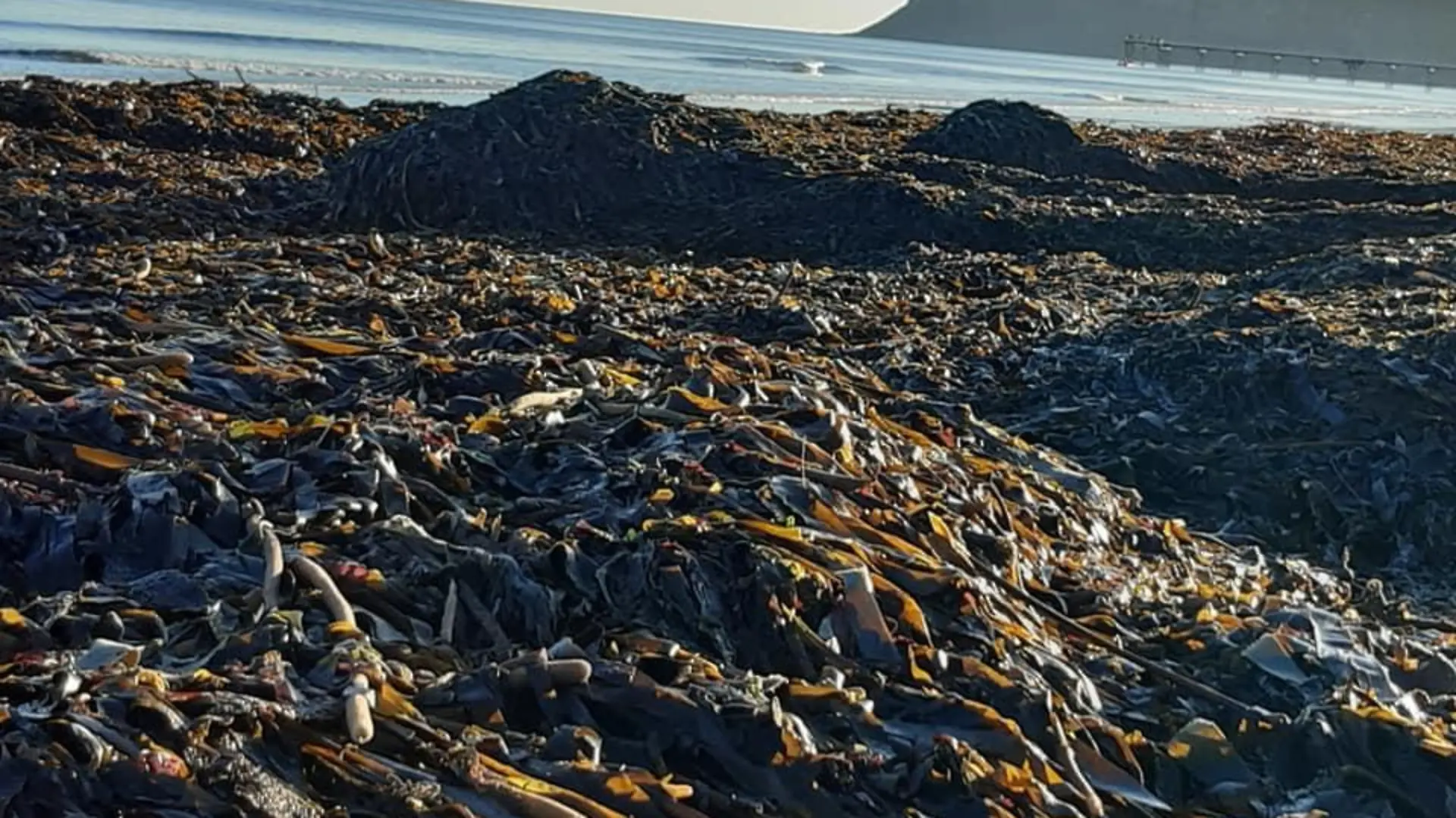 Eine Spaziergängerin hatte am Strand von Teesside diese Aufnahmen gemacht. Seit Wochen schon werden Anwohnern zufolge jeden Tag weitere Tiere angespült.