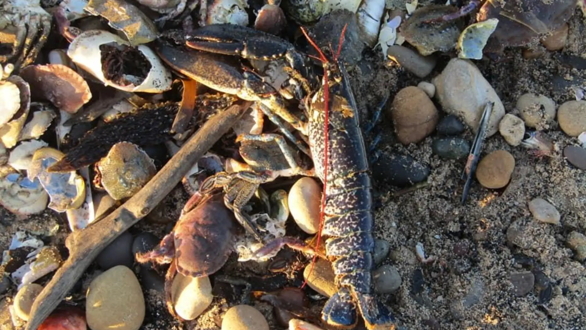 Eine Spaziergängerin hatte am Strand von Teesside diese Aufnahmen gemacht. Seit Wochen schon werden Anwohnern zufolge jeden Tag weitere Tiere angespült.