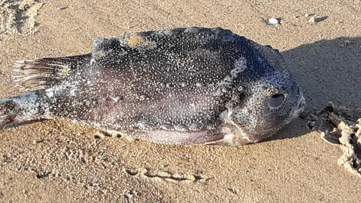 Eine Spaziergängerin hatte am Strand von Teesside diese Aufnahmen gemacht. Seit Wochen schon werden Anwohnern zufolge jeden Tag weitere Tiere angespült.