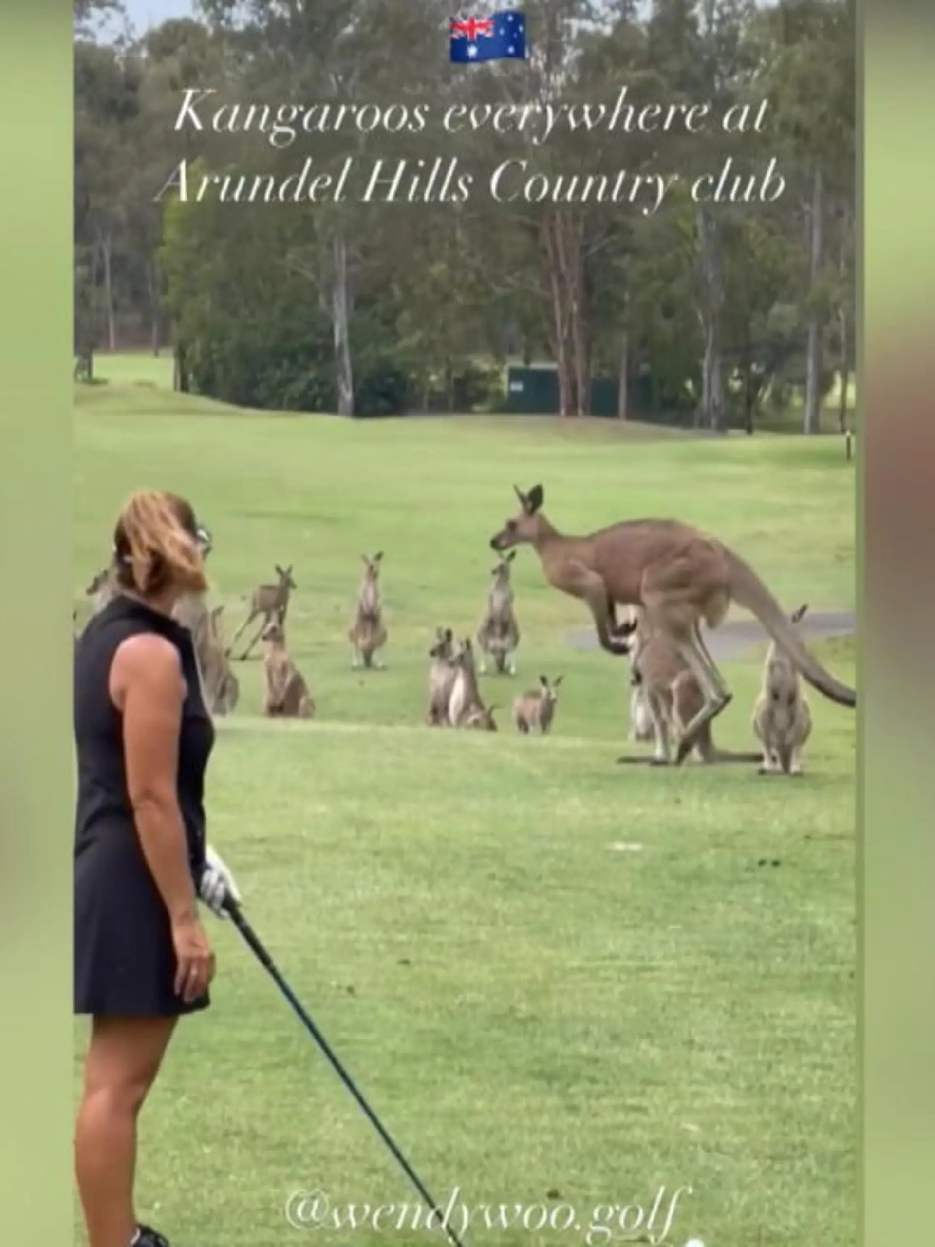Eigentlich sind Kängurus als tierische Boxer bekannt, aber hier zeigen sie auch großes Interesse am Golfen. Über 15 schaulustige Kängurus stehen plötzlich auf dem Platz, als Wendy Powick zum Schlag ansetzen will.