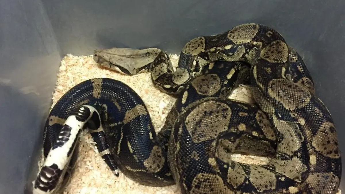 Boa Constrictor