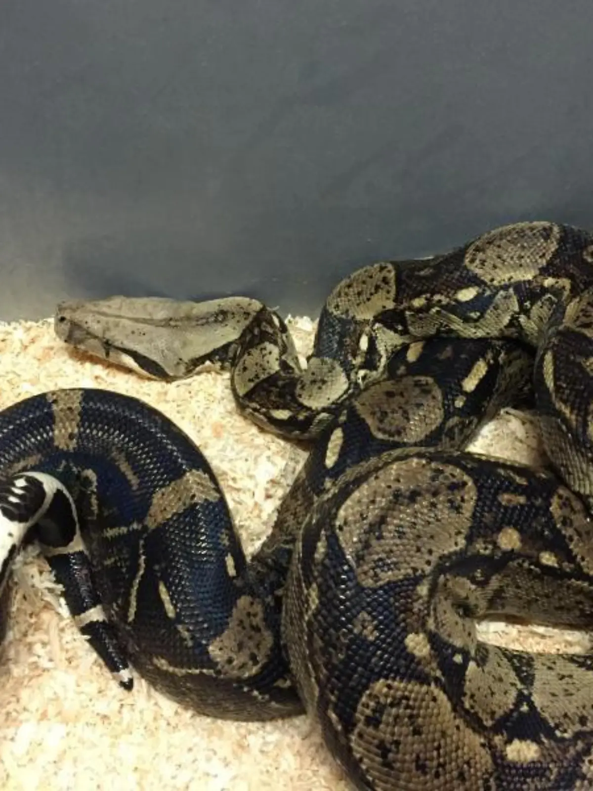 Boa Constrictor