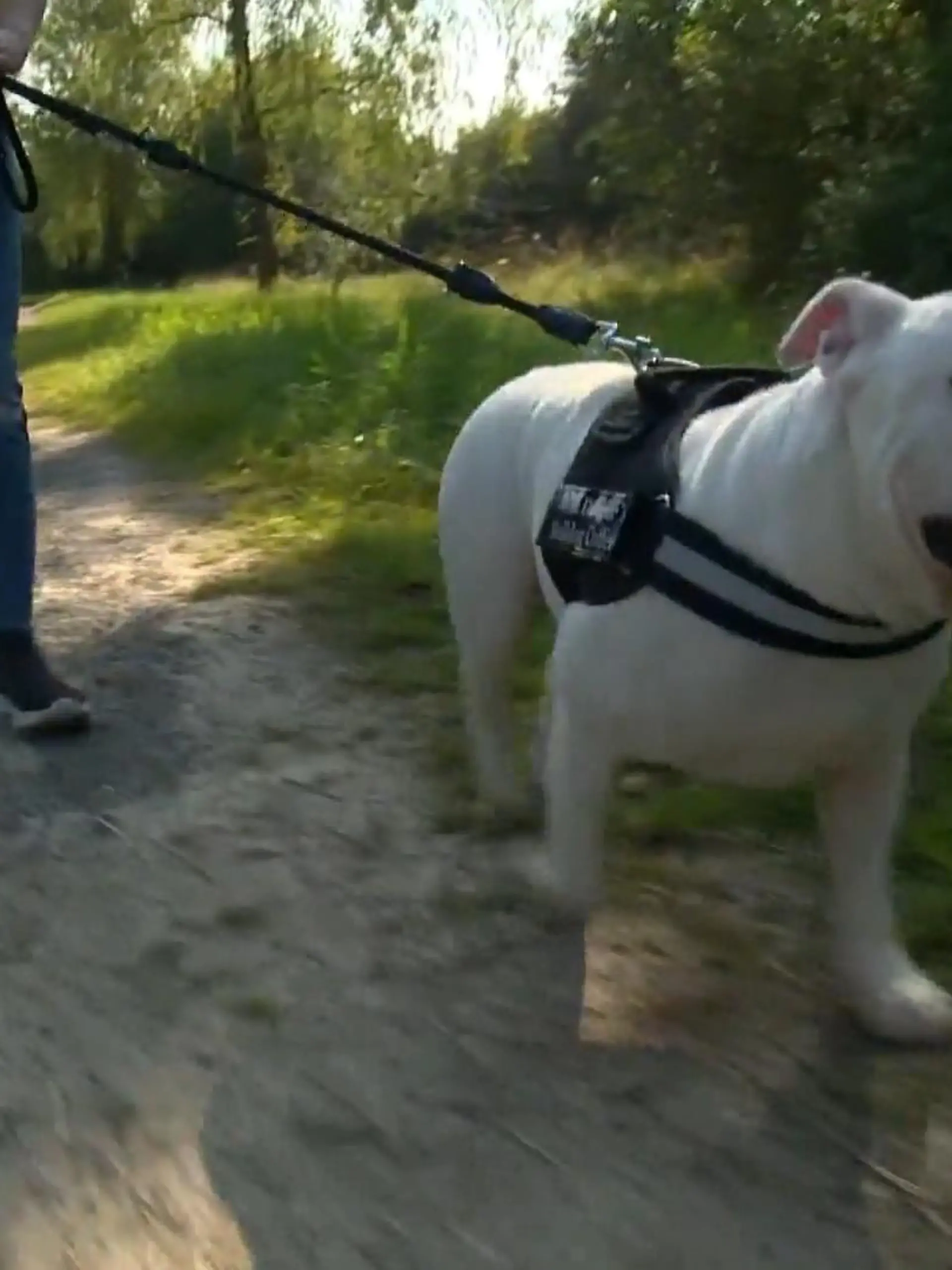 Bulldogge Willi war Oper von illegalem Werbehandel, doch für ihn hat sich das Blatt gewendet.