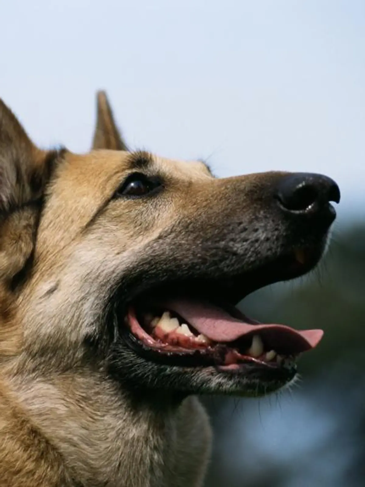 Ein Deutscher Schäferhund.