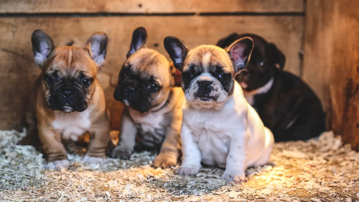 Four cute French Bulldogs puppies sitting in their dog house.