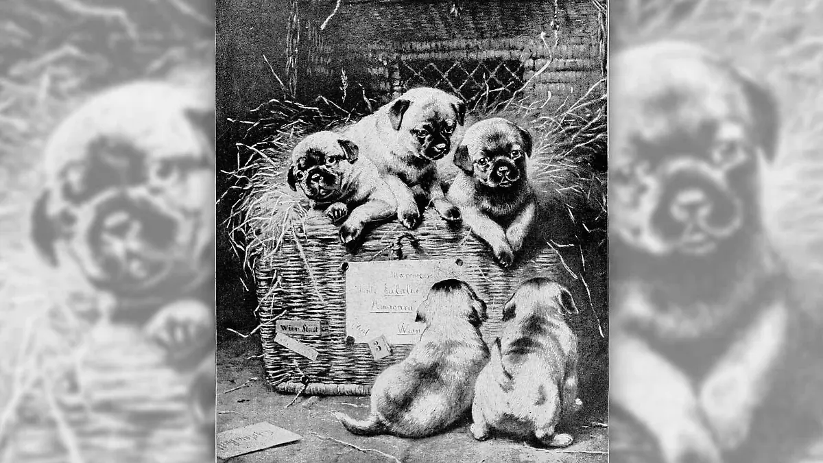 Eine Illustration von Carl Reichert aus dem 19. Jahrhundert zeigt Mops-Welpen in einem Korb.