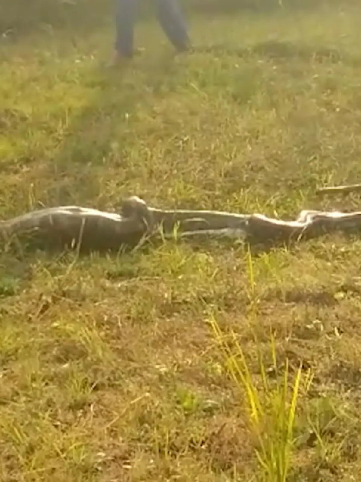 Bewohner eines indischen Dorfes wurden Zeugen eines teilweise verstörenden Naturschauspiels, als ein riesiger Python einen Schakal verschlang.