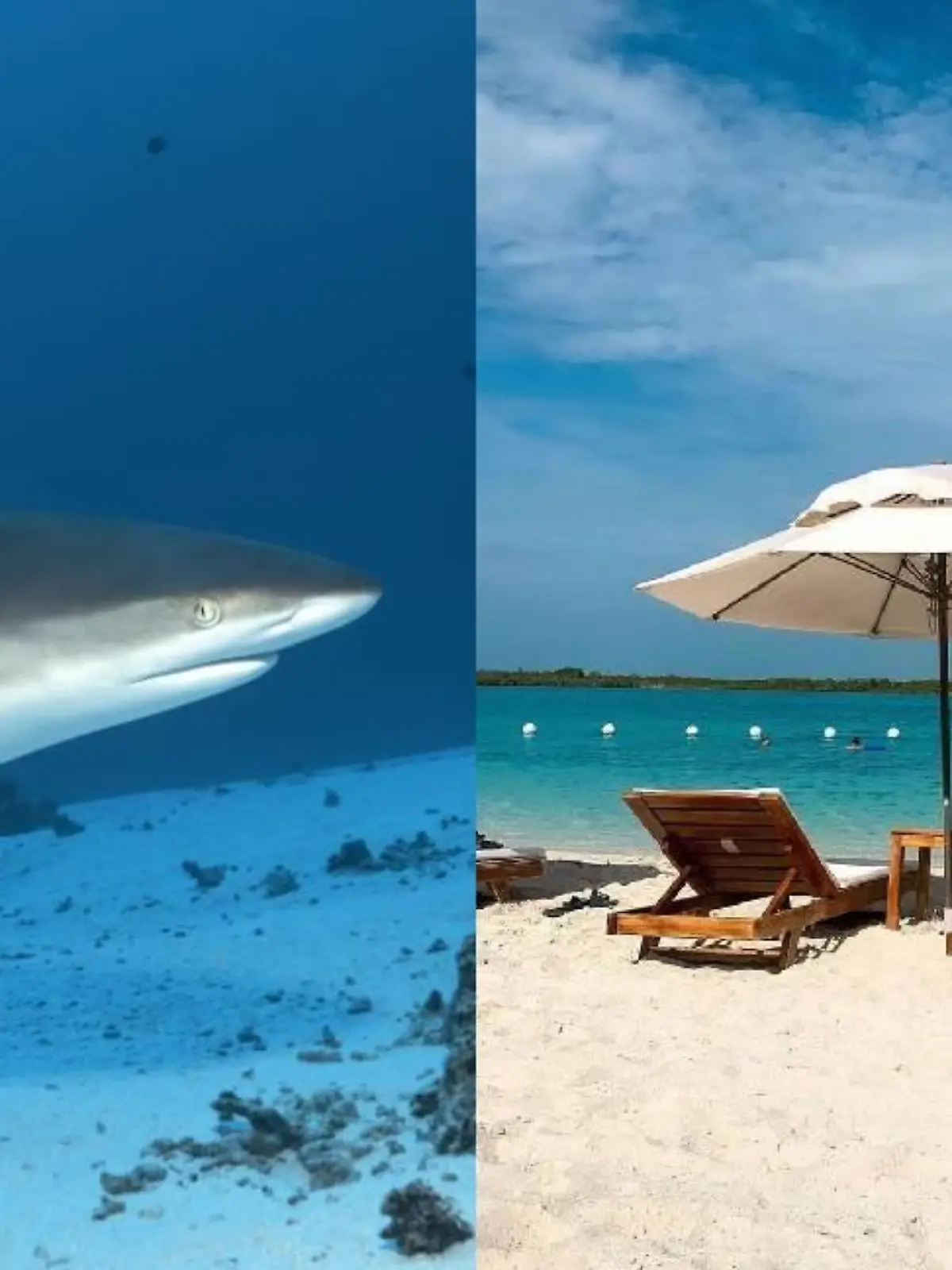 Ein Grauer Riffhai und das Blue Haven Resort auf der Insel Providenciales in der Karibik.
