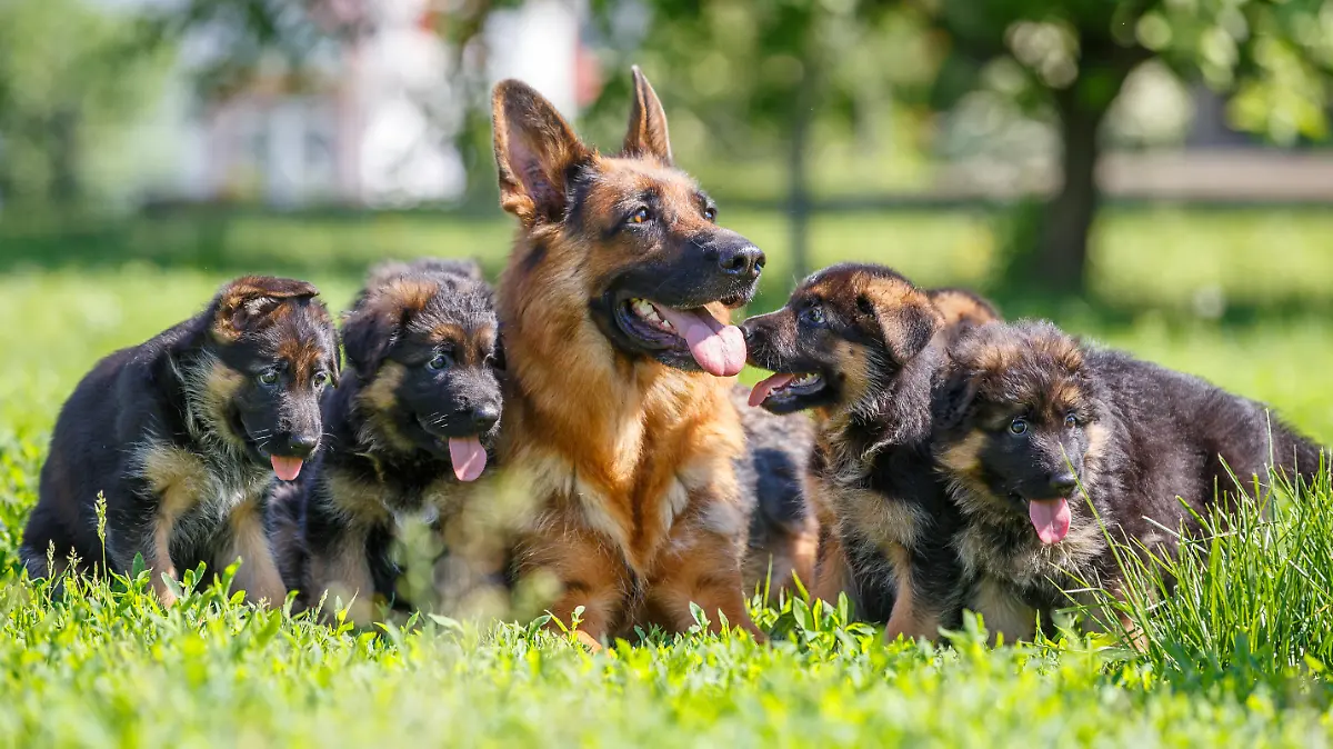 German shepherd with its puppies resting on green lawn