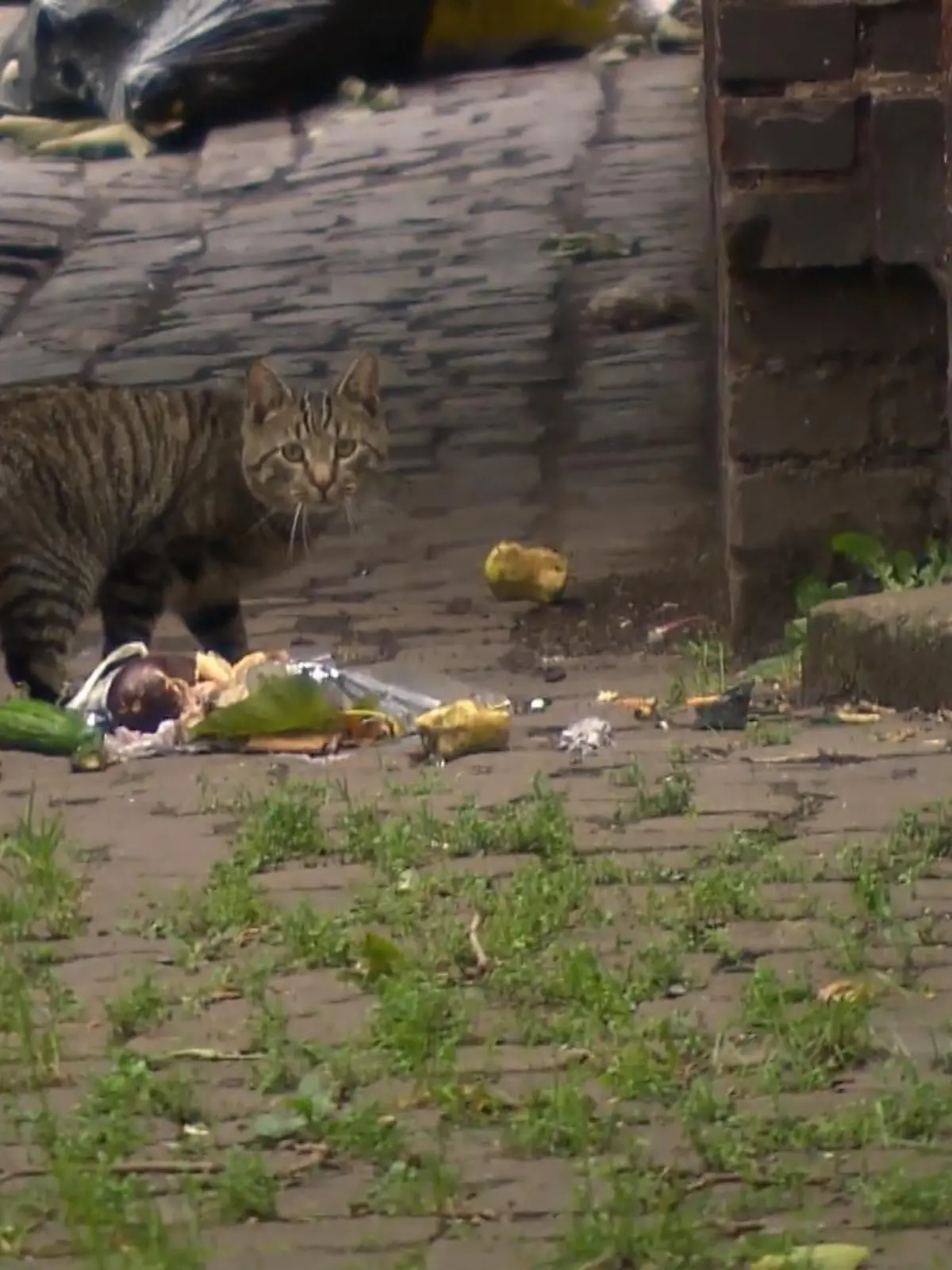In Duisburg sind Straßenkatzen fast überall zu sehen. Sie sind oft krank, abgemagert, fressen Müll und vermehren sich. Tierschützer kennen das Problem seit Jahren. Inzwischen leben mehrere hundert wilde Katzen auf den Straßen. Tierheime sind für die erwachsenen Katzen keine Option. Sie sind scheu und teilweise aggressiv. Als Haustiere sind sie nicht geeignet. Damit die Katzen wenigstens etwas vernünftiges fressen, werden sie immer wieder von Anwohnern gefüttert.