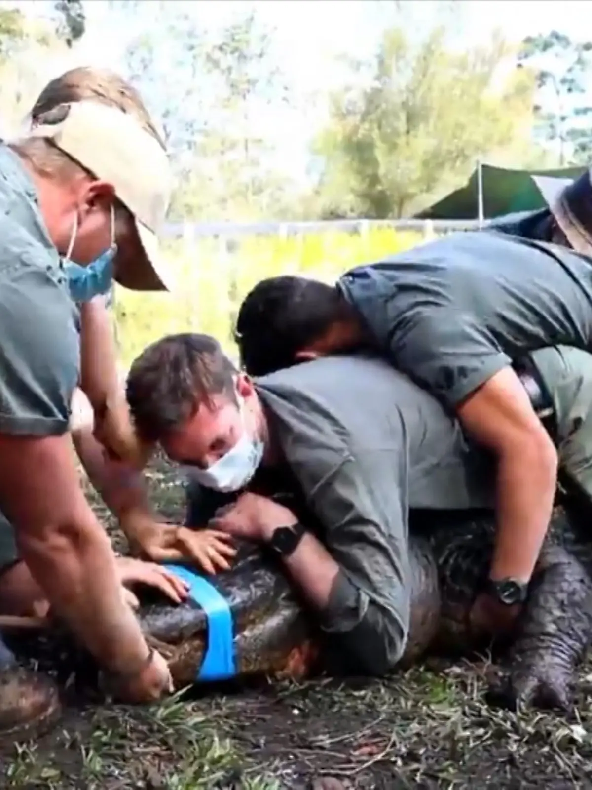 Da spielten doch die Hormone verrückt! In einem australischen Zoo musste ein sexsüchtiger Alligator eingefangen werden. Mitten in der Paarungszeit hatte das Reptil anscheinend Probleme damit, die Weibchen mit seinen Mitstreitern zu teilen – und wurde deswegen aggressiv.