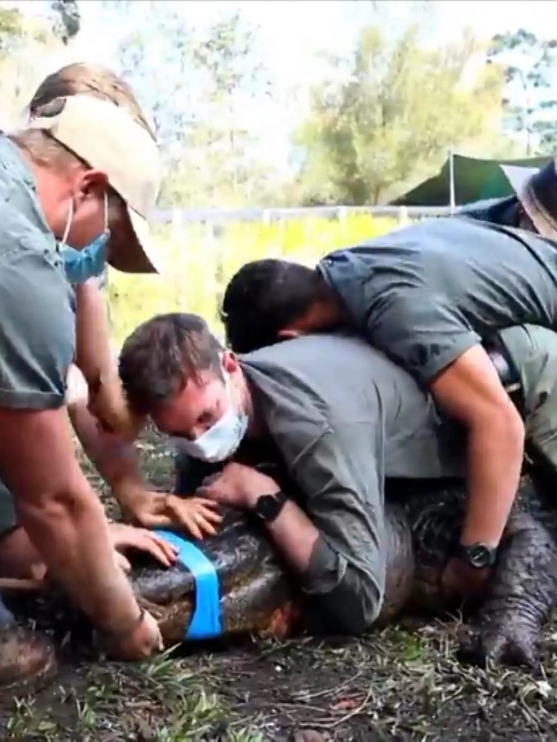 Da spielten doch die Hormone verrückt! In einem australischen Zoo musste ein sexsüchtiger Alligator eingefangen werden. Mitten in der Paarungszeit hatte das Reptil anscheinend Probleme damit, die Weibchen mit seinen Mitstreitern zu teilen – und wurde deswegen aggressiv.