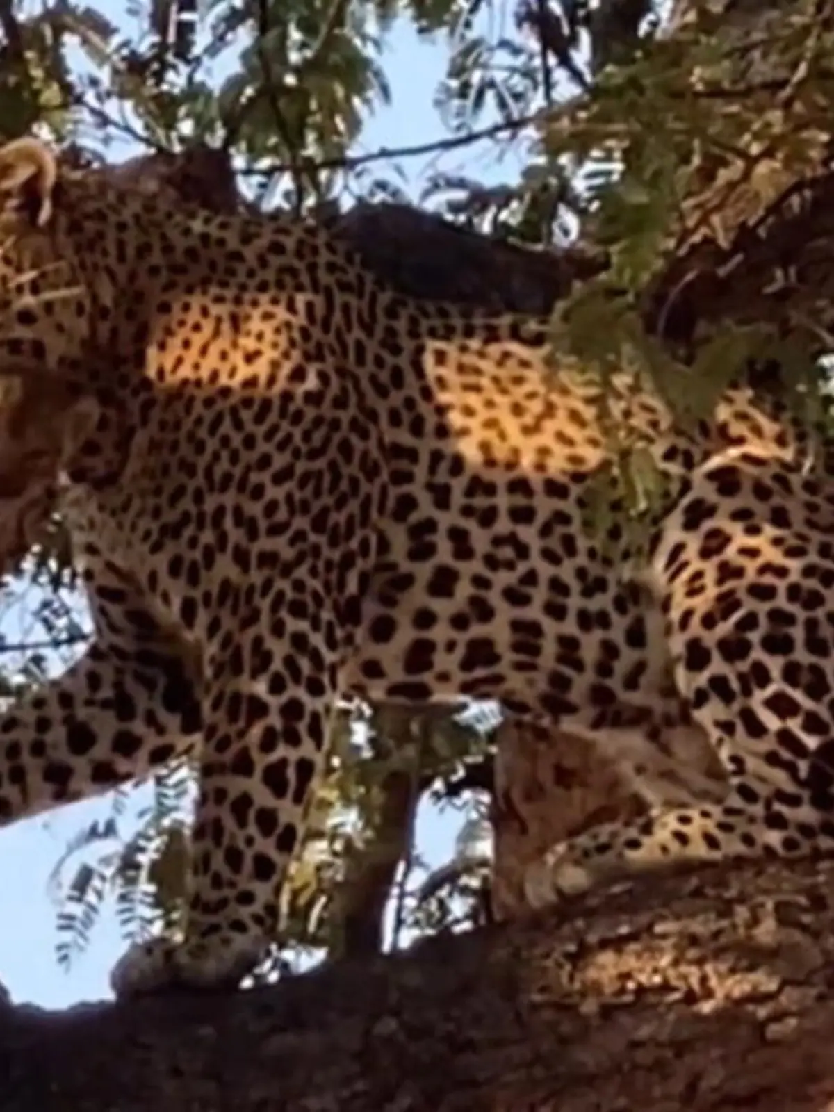 Ein Leopard lauert einem Löwenbaby auf - und bevor die Mutter es beschützen kann, hat das Raubtier das Kleine schon auf einen Baum gezogen. Einem Fotografen sind beeindruckende Aufnahmen davon gelungen.