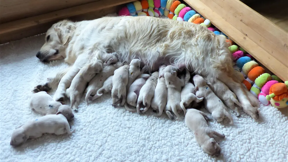 Gleich 16 Welpen hat Hundedame Mara aus Aschersleben zur Welt gebracht. Die Kleinen halten nicht nur ihre Hundemama ganz schön auf Trab.