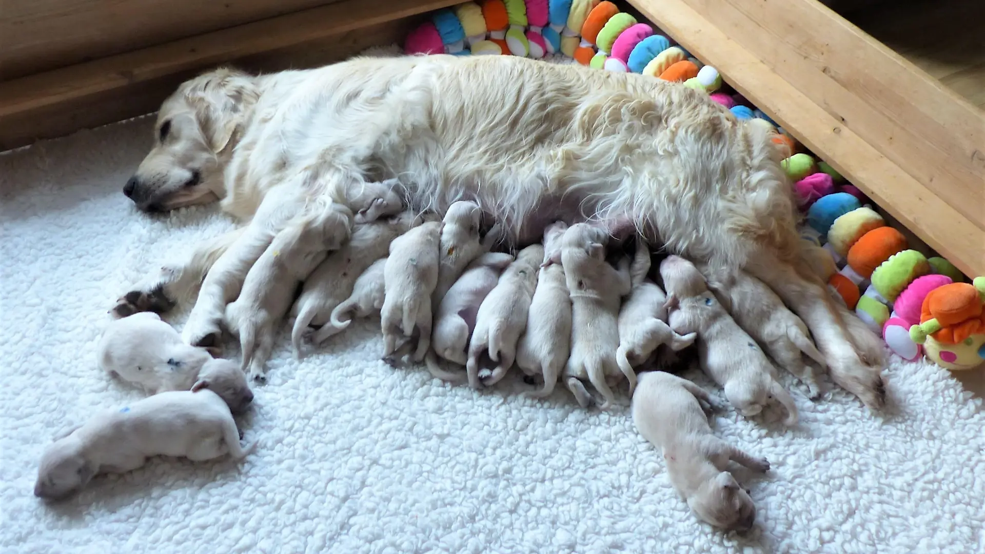 Gleich 16 Welpen hat Hundedame Mara aus Aschersleben zur Welt gebracht. Die Kleinen halten nicht nur ihre Hundemama ganz schön auf Trab.
