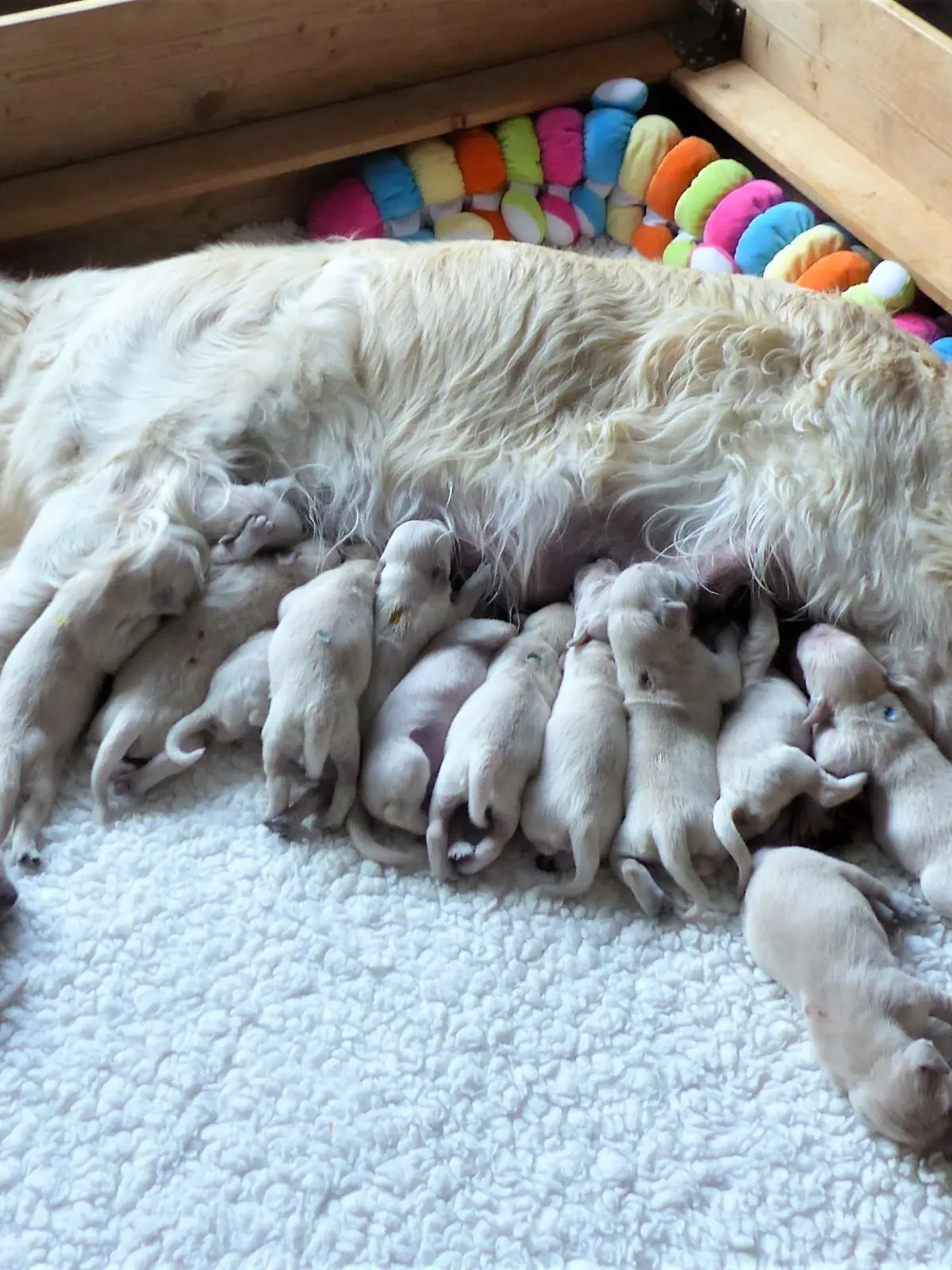 Gleich 16 Welpen hat Hundedame Mara aus Aschersleben zur Welt gebracht. Die Kleinen halten nicht nur ihre Hundemama ganz schön auf Trab.