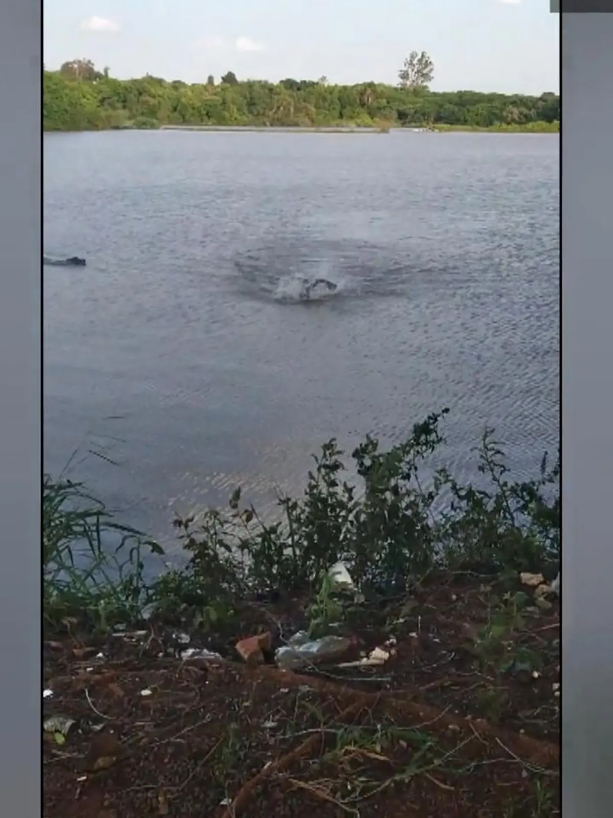 Unfassbare Bilder aus Brasilien: Ein Schwimmer zieht seine Bahnen in einem alligatorverseuchten Gewässer - eines der Tiere nimmt die Verfolgung auf. Doch der Schwimmer hat Glück im Unglück: Er bleibt nach einem Biss in den Arm leichtverletzt.