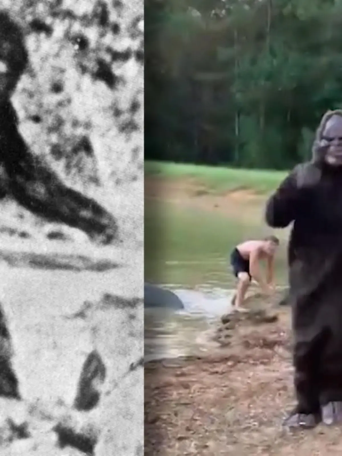 Bild zu: "„Ich schwöre, das ist Bigfoot!""