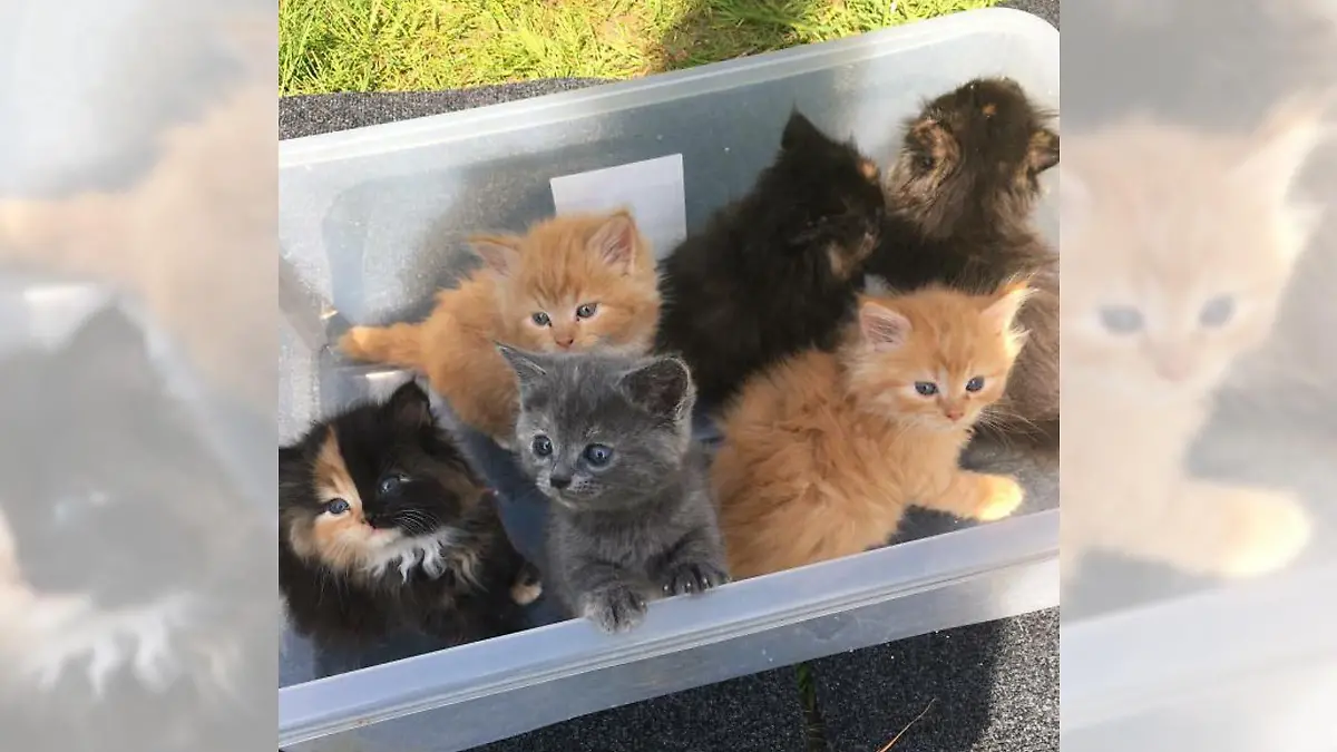 Die 2-jährige Katze namens Luna aus Großbritannien trägt zwei DNA-Sätze in sich.