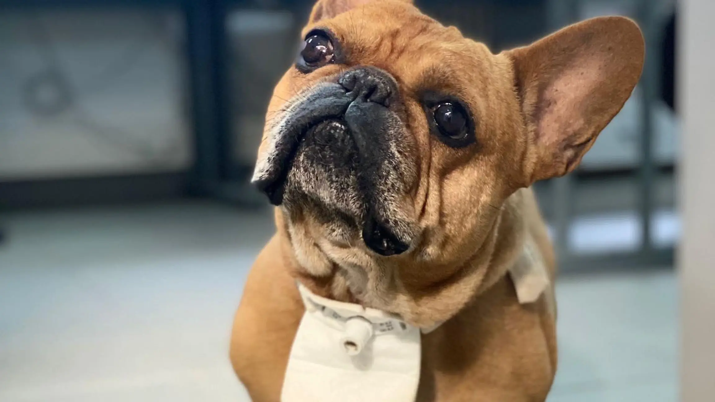Trotz seines Handicaps ist die französische Bulldogge ein lebensfroher Geselle