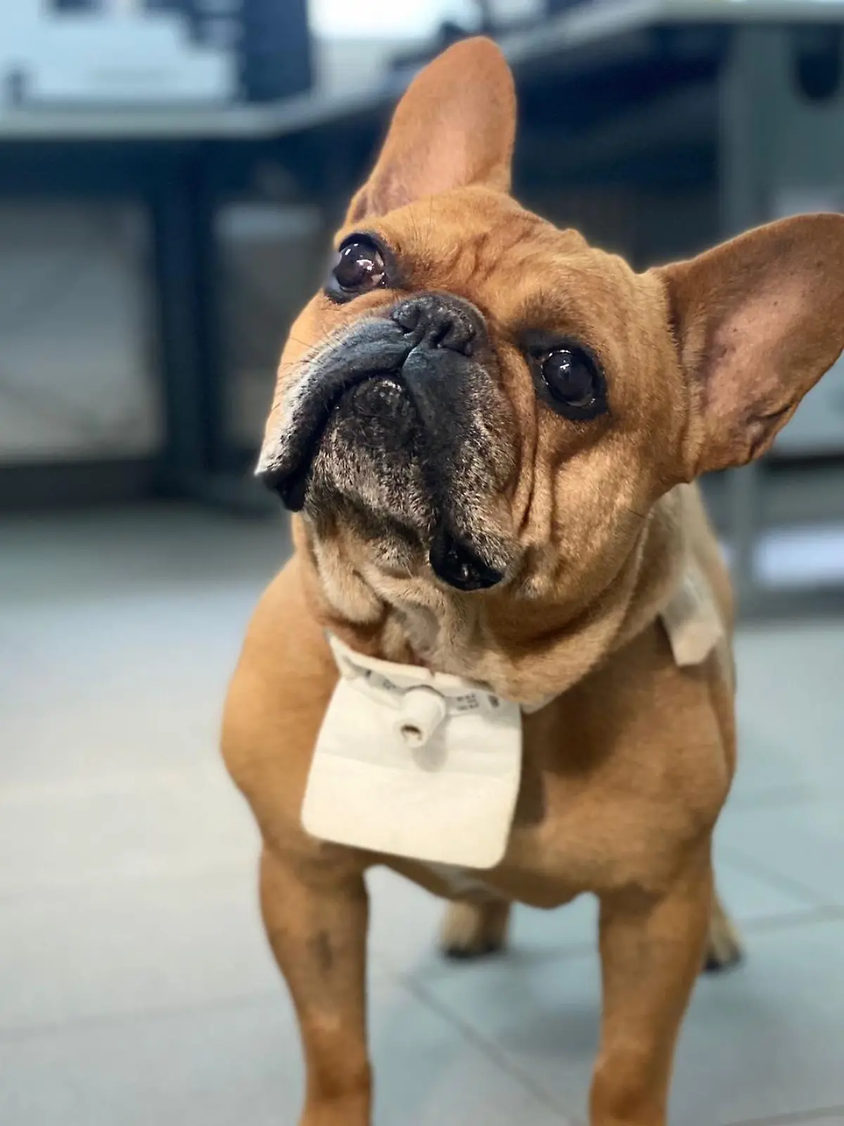 Trotz seines Handicaps ist die französische Bulldogge ein lebensfroher Geselle