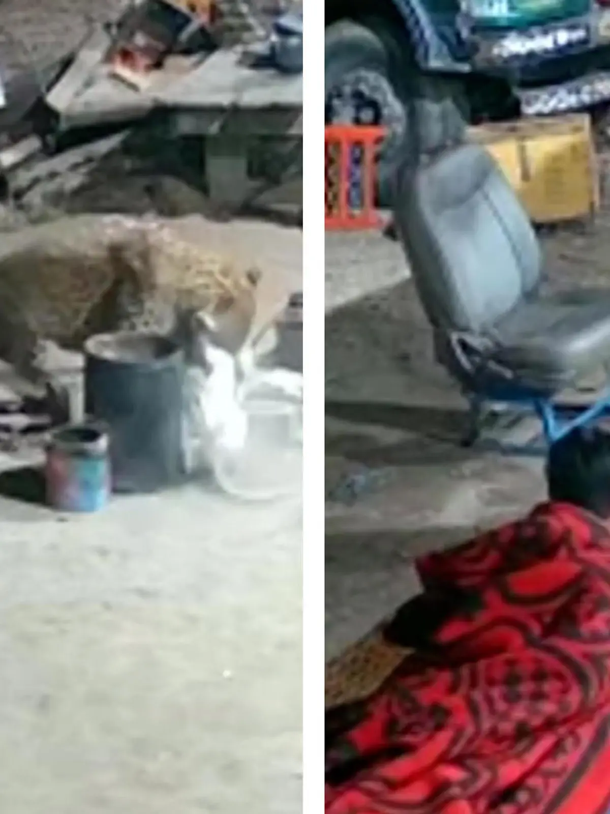 In Pune in Maharashtra in Indien ereignen sich mitten in der Nacht dramatische Szenen. Alles aufgenommen von einer Überwachungskamera. Die Aufnahmen zeigen, wie sich aus dem Nichts ein Leopard anschleicht und einen schlafenden Hund mit sich reißt. Die Reaktion des Herrchens und ob er seinen Hund retten kann, erfahren Sie im Video.