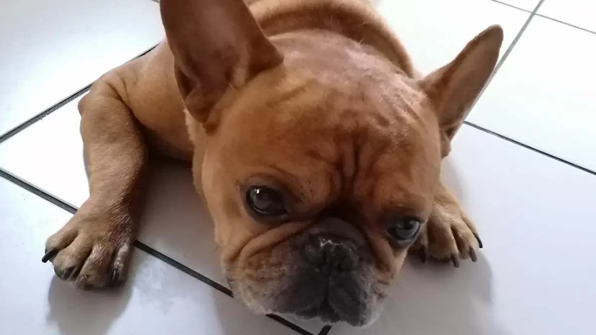 Die französische Bulldogge wäre beinahe gestorben