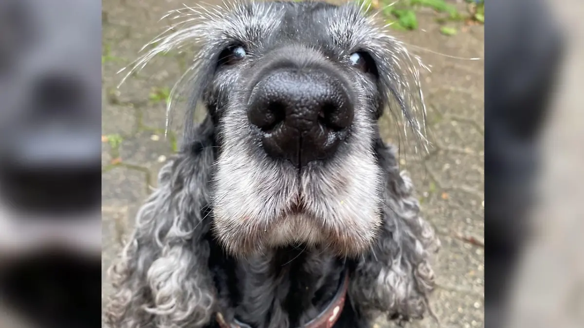 Konnte nicht mit ihrer Menschen-Familie umziehen: Hündin Daisy