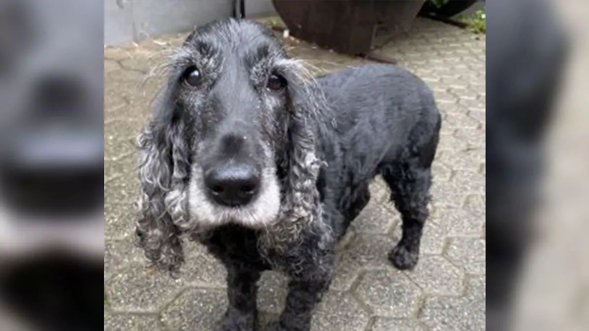 2012 kam der Cocker Spaniel zu Welt.