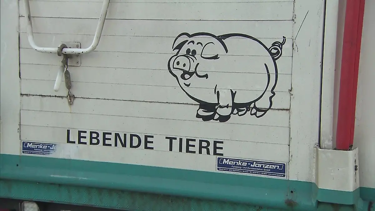 Hier werden Nutztiere transportiert.