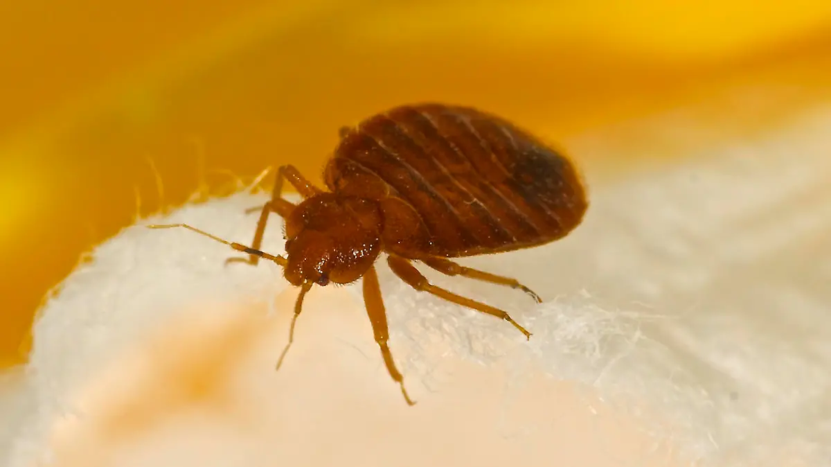 Macro photo of a bed bug
