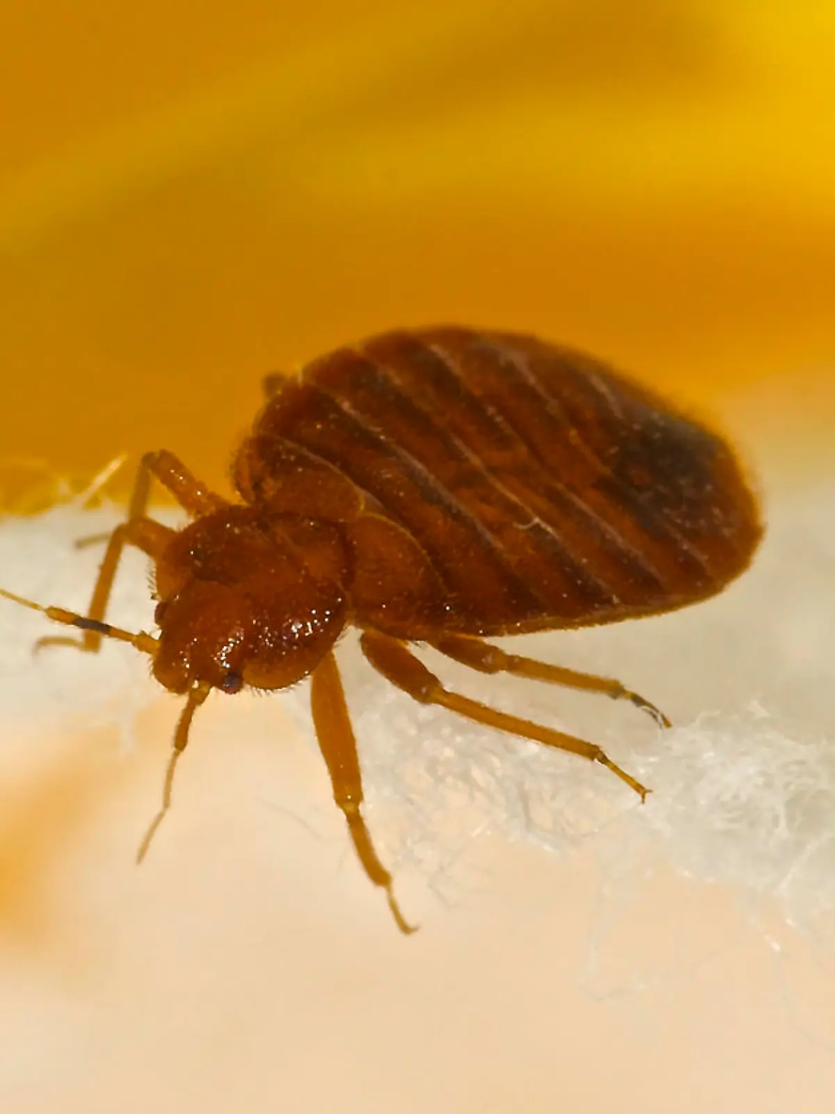 Macro photo of a bed bug