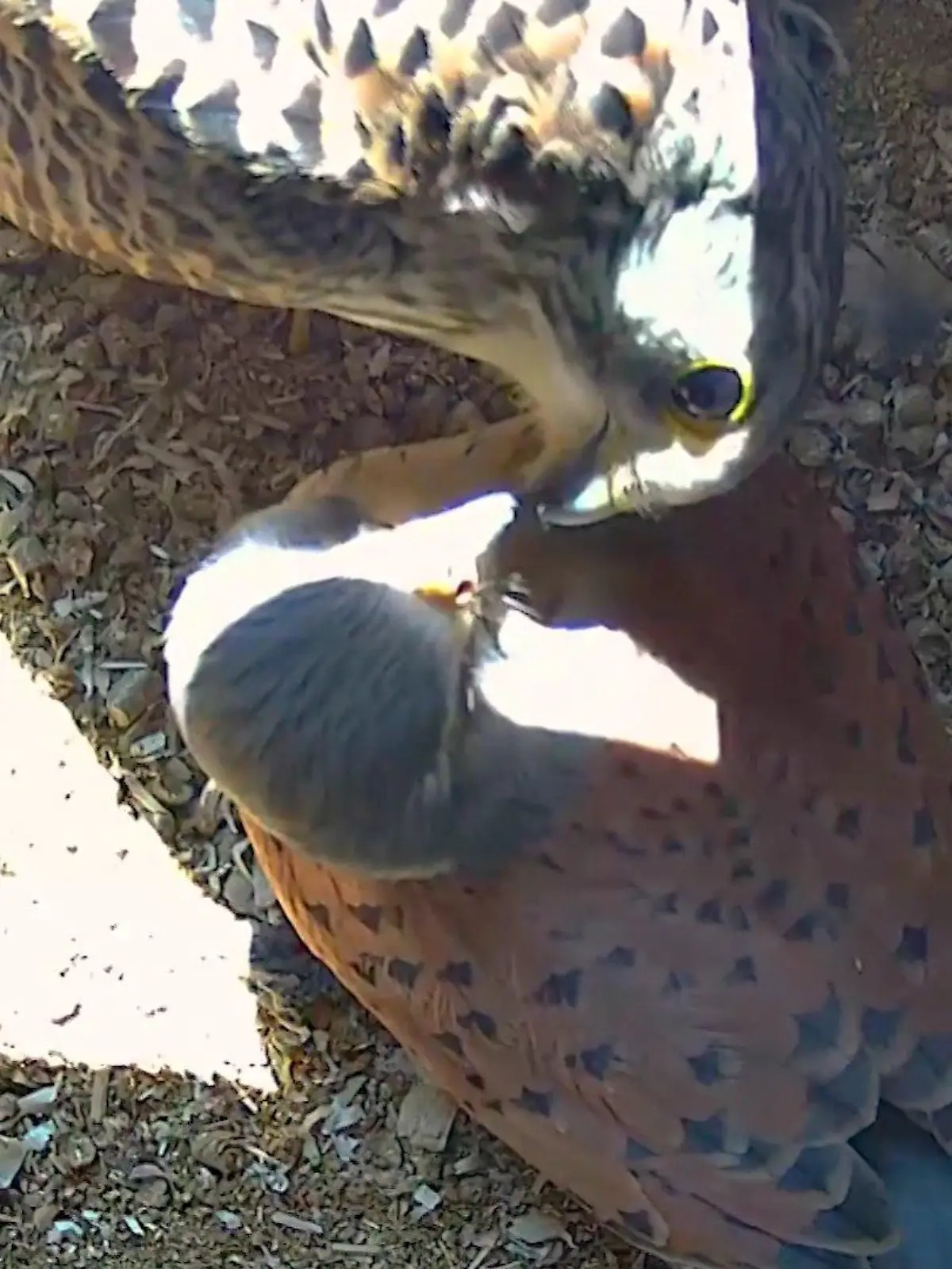 Hier wird ordentlich geschnäbelt! Ein Turmfalke in Oldenburg hatte, entgegen der Natur der Vögel, zwei Weibchen gleichzeitig