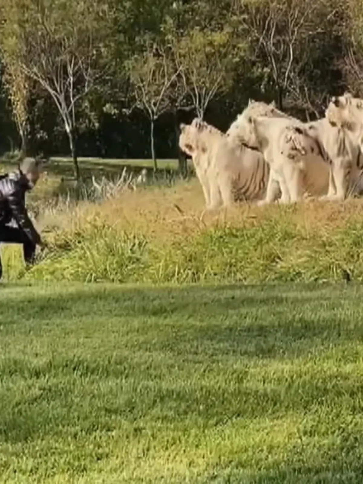 Lebensgefährliche Aktion in Peking: Ein Mann ist in einem Tierpark in das Tiger-Gehege gesprungen. Verbotenerweise hatte er einen der selbstfahrenden Busse des Parks verlassen. Im Gehege provozierte der 56-Jährige die elf weißen Tiger mit lauten Rufen und wilden Gesten.