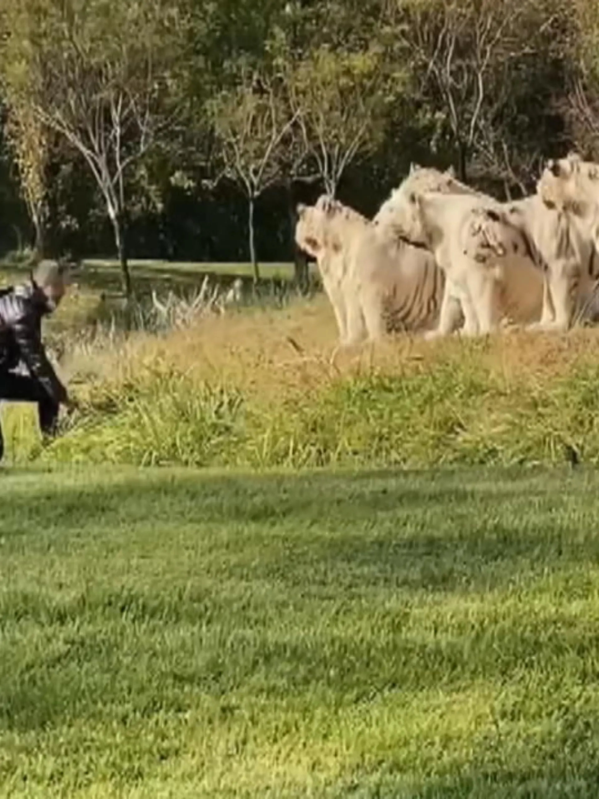 Lebensgefährliche Aktion in Peking: Ein Mann ist in einem Tierpark in das Tiger-Gehege gesprungen. Verbotenerweise hatte er einen der selbstfahrenden Busse des Parks verlassen. Im Gehege provozierte der 56-Jährige die elf weißen Tiger mit lauten Rufen und wilden Gesten.