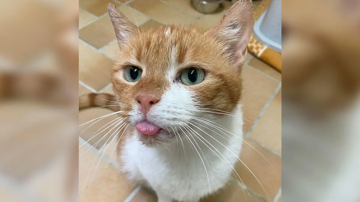 Erfreut die Instagram-User mit seinem frechen Blick: Kater Tommy
