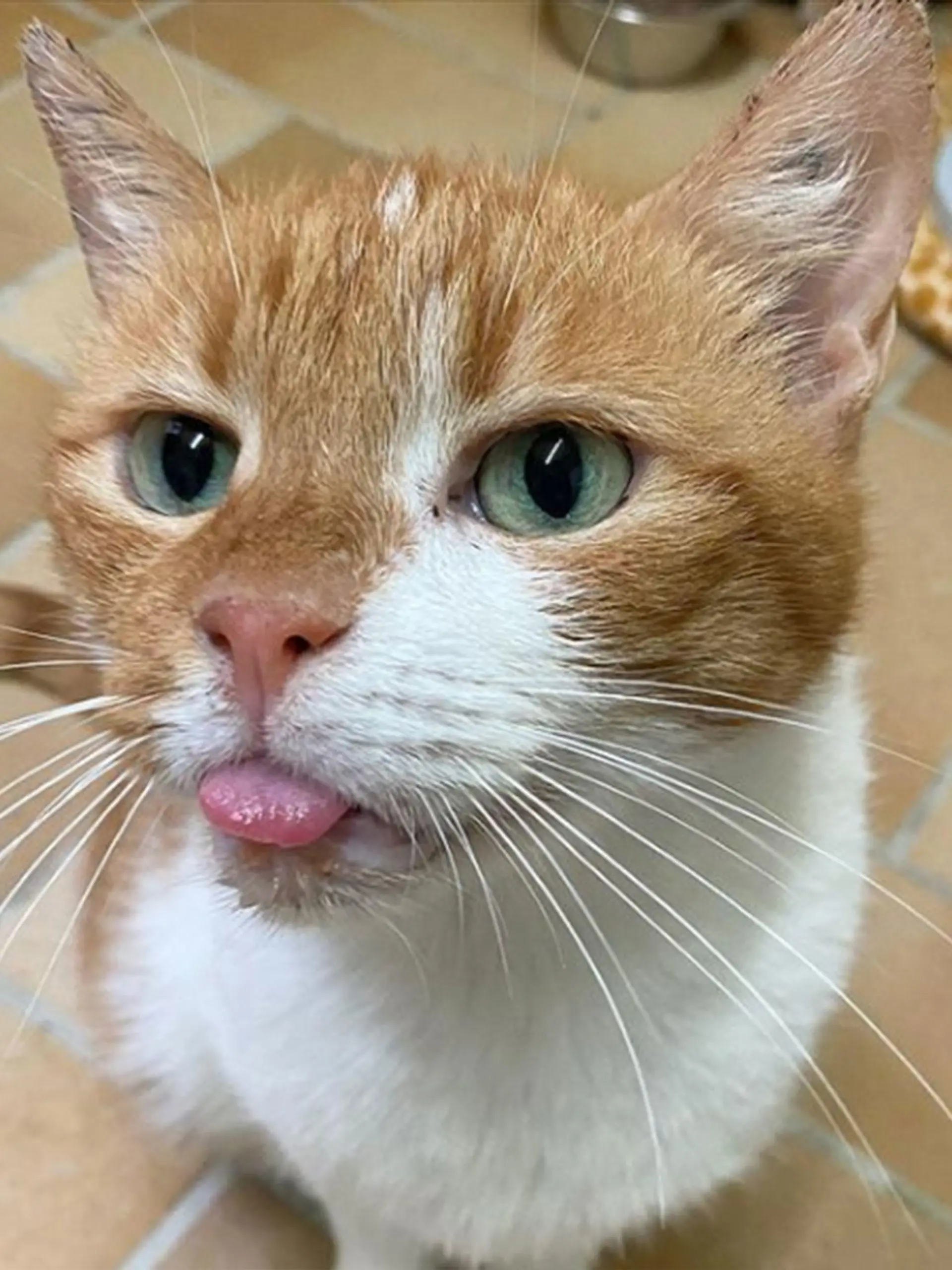 Erfreut die Instagram-User mit seinem frechen Blick: Kater Tommy