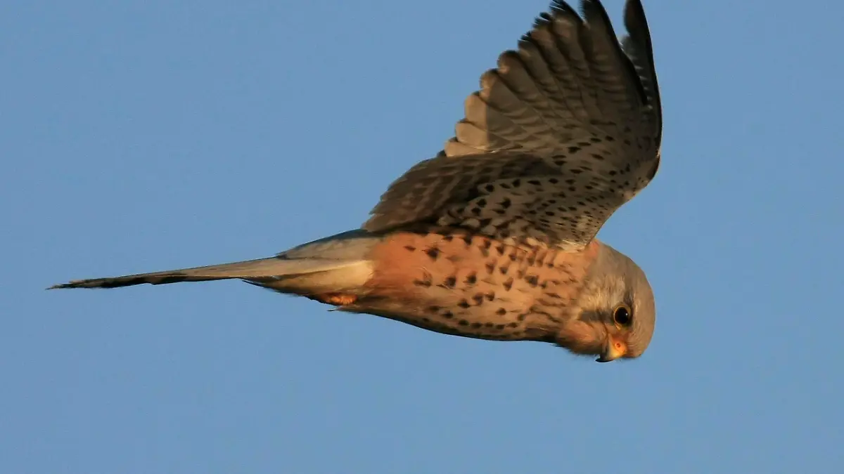 Turmfalke