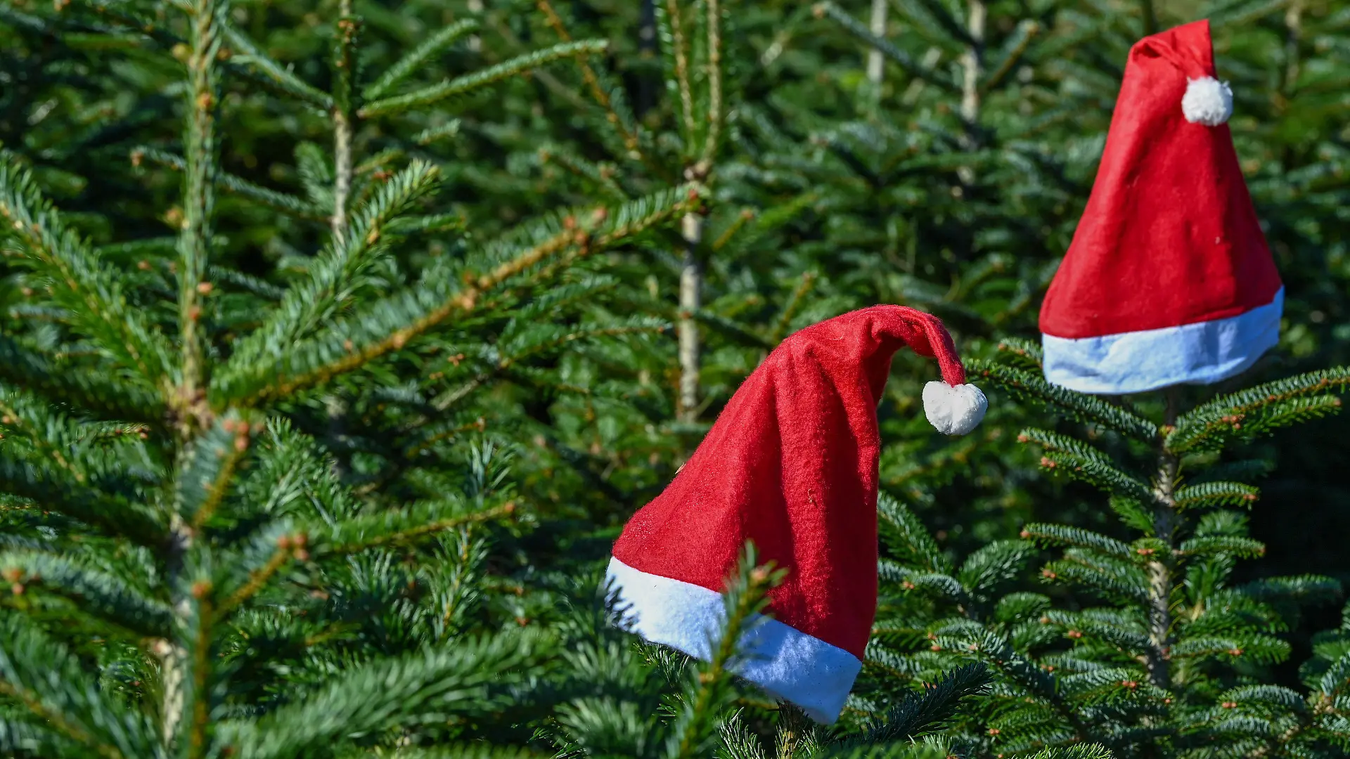 PRODUKTION - 07.10.2021, Brandenburg, Werder (Havel): Weihnachtsmannmützen stecken auf den Spitzen von Nordmanntannen auf dem Gelände vom Werderaner Tannenhof (Luftaufnahme mit einer Drohne). Möglichst gerade gewachsen und viele dichte Zweige: zu Weihnachten soll der Baum in der heimischen Wohnung eine Schönheit sein. Und möglichst aus der Region stammen. Das Weihnachtsgeschäft hat für die märkischen Weihnachtsbaumproduzenten bereits begonnen. Bäume - Nordmanntannen, Rotfichten oder Coloradotannen - werden in den Betrieb jetzt ausgewählt, die zum Fest geschlagen werden. Foto: Patrick Pleul/dpa-Zentralbild/ZB +++ dpa-Bildfunk +++