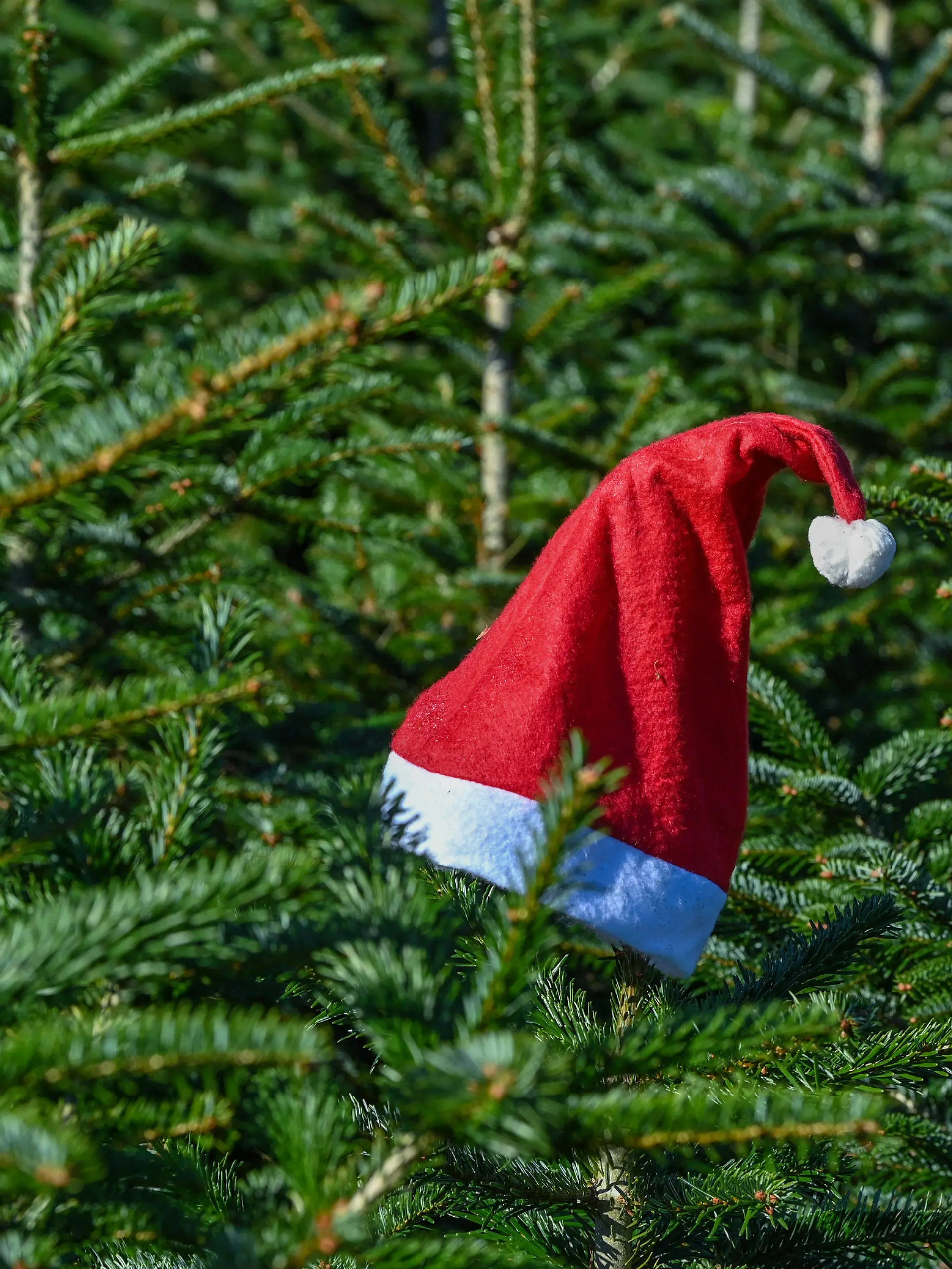 PRODUKTION - 07.10.2021, Brandenburg, Werder (Havel): Weihnachtsmannmützen stecken auf den Spitzen von Nordmanntannen auf dem Gelände vom Werderaner Tannenhof (Luftaufnahme mit einer Drohne). Möglichst gerade gewachsen und viele dichte Zweige: zu Weihnachten soll der Baum in der heimischen Wohnung eine Schönheit sein. Und möglichst aus der Region stammen. Das Weihnachtsgeschäft hat für die märkischen Weihnachtsbaumproduzenten bereits begonnen. Bäume - Nordmanntannen, Rotfichten oder Coloradotannen - werden in den Betrieb jetzt ausgewählt, die zum Fest geschlagen werden. Foto: Patrick Pleul/dpa-Zentralbild/ZB +++ dpa-Bildfunk +++
