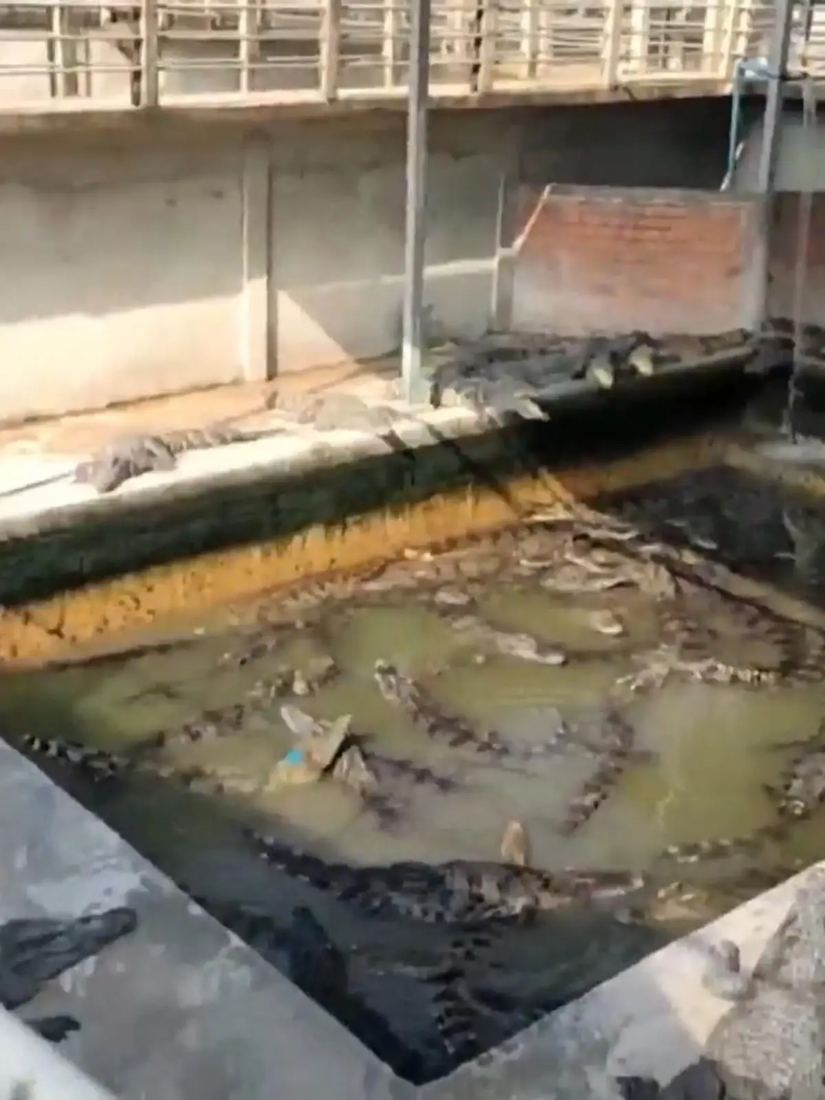 Luan Niam war Boss einer Krokodil-Farm in Kambodscha. Aus der Haut der Krokodile fertigt die Modeindustrie unter anderem Handtaschen. Seinen Job bezahlte Niam am Freitagmorgen mit seinem Leben.