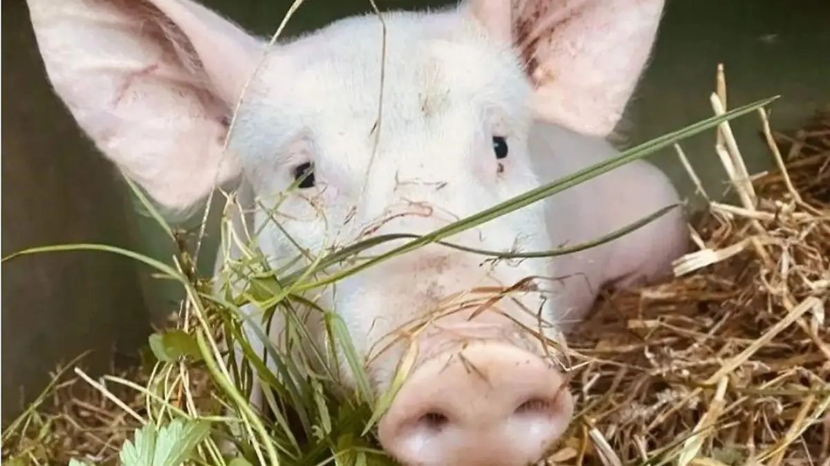 Schweinchen Willi