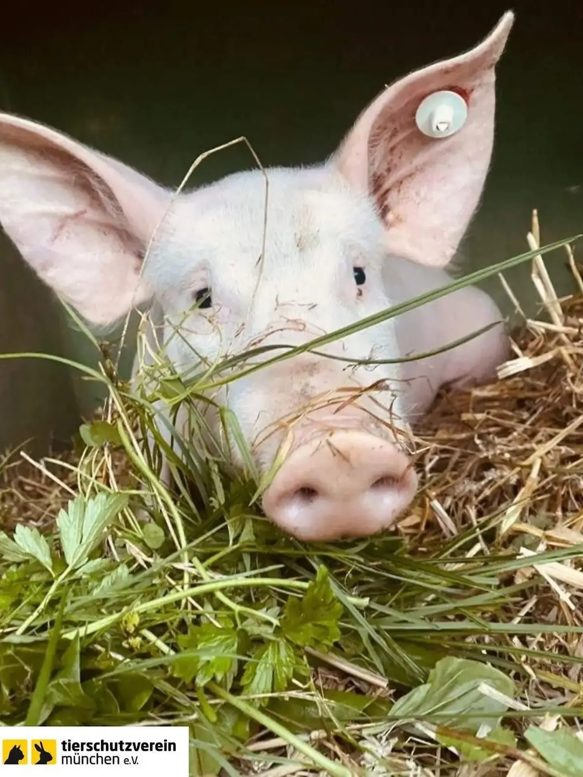 Schweinchen Willi
