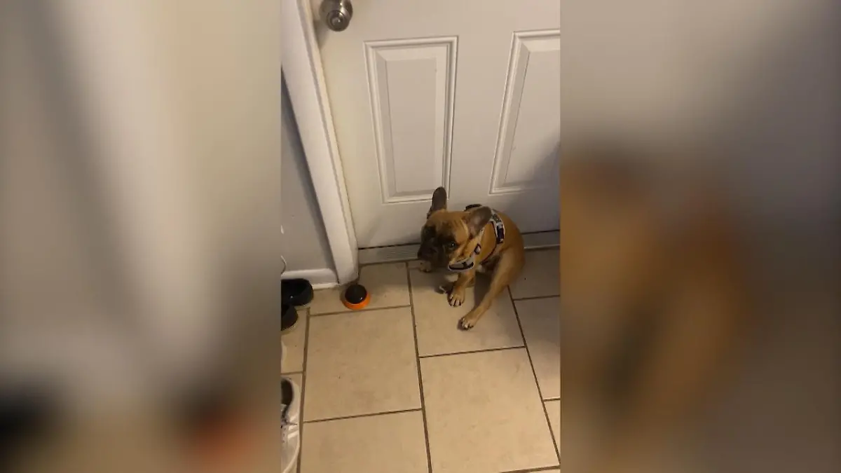 Hund verwirrt über Zeitumstellung Jetzt ist Gassi-Zeit!