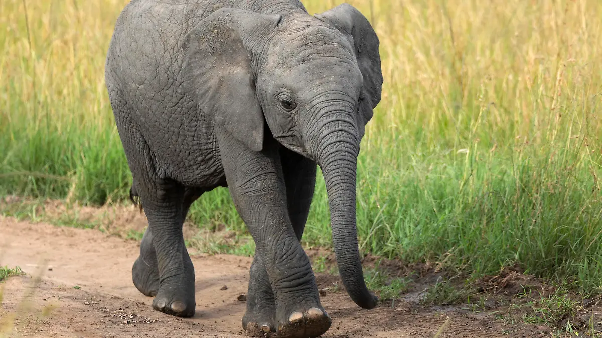 African Elephant Baby, Maasai Mara, Kenya, Africa.
