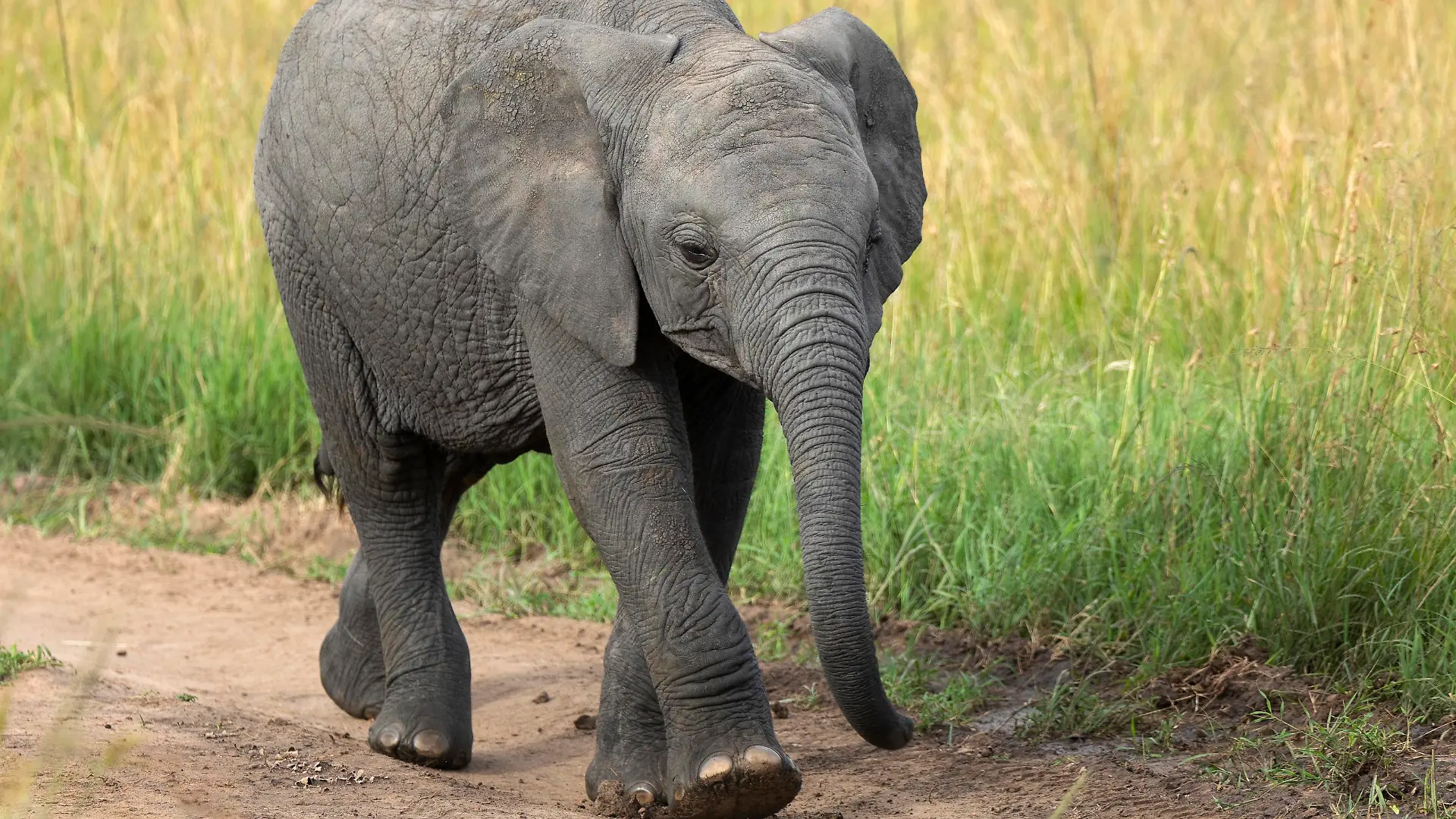 African Elephant Baby, Maasai Mara, Kenya, Africa.