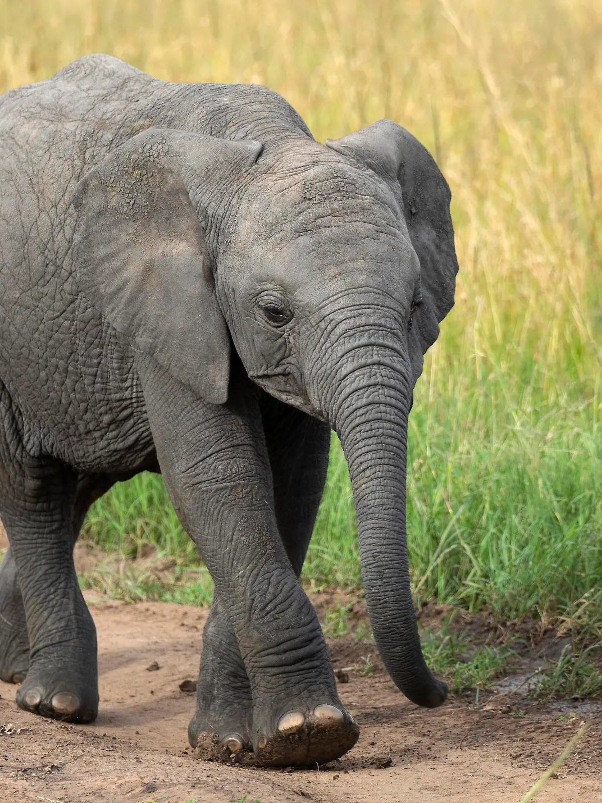 African Elephant Baby, Maasai Mara, Kenya, Africa.